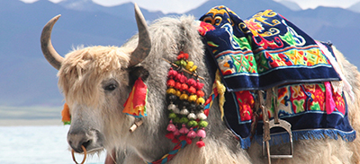Tibétain | uTalk - Le B.A-BA pour voyager | 