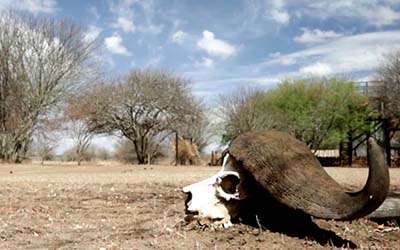 Kenya : la guerre du bétail |
